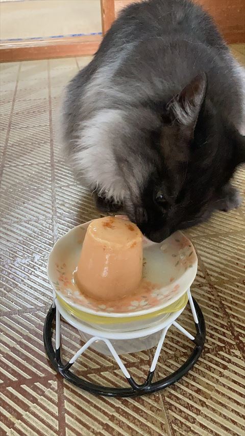 チュールタワー食べる猫