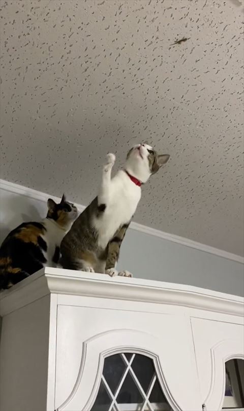 天井に手をのばそうとする猫ちゃん
