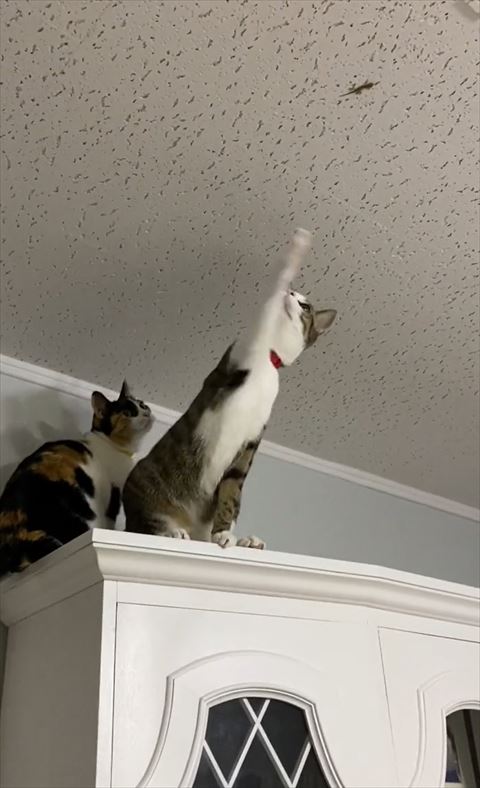 天井に手をのばす猫ちゃん