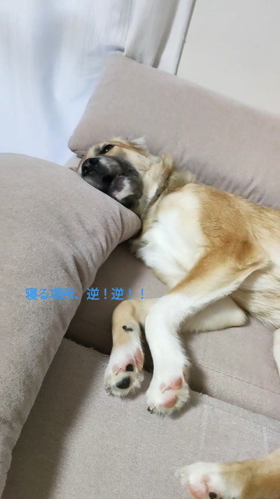 ソファで熟睡する元野良犬 一方ワンコ用のケージでは 寝る場所 逆 逆 なワンコと4歳娘がほほ笑ましい ねとらぼ