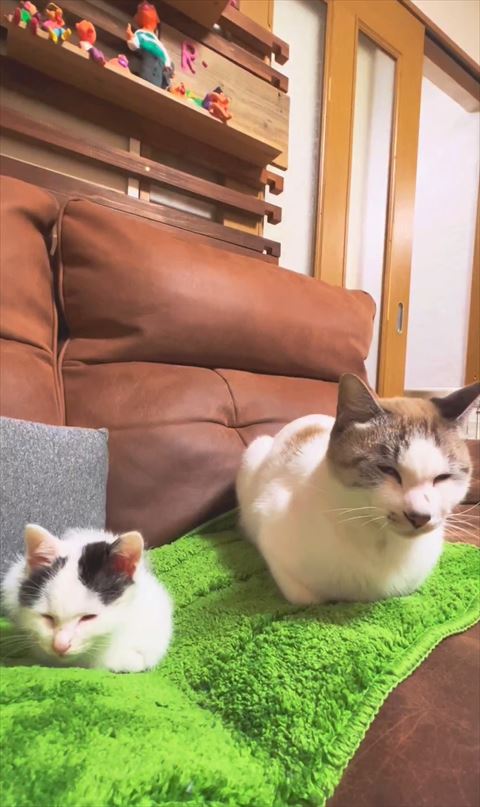 香箱座り2匹の猫
