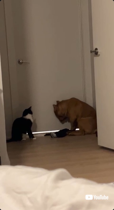 向かい合う犬と猫
