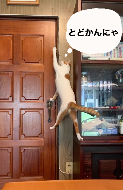 猫の画像