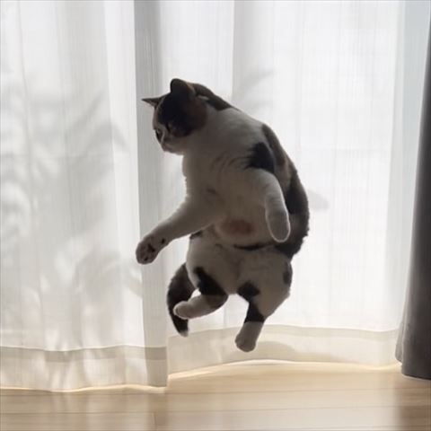 飛んでる猫ちゃん
