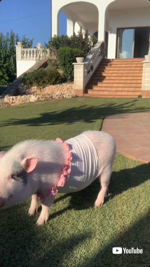 芝生に居る豚