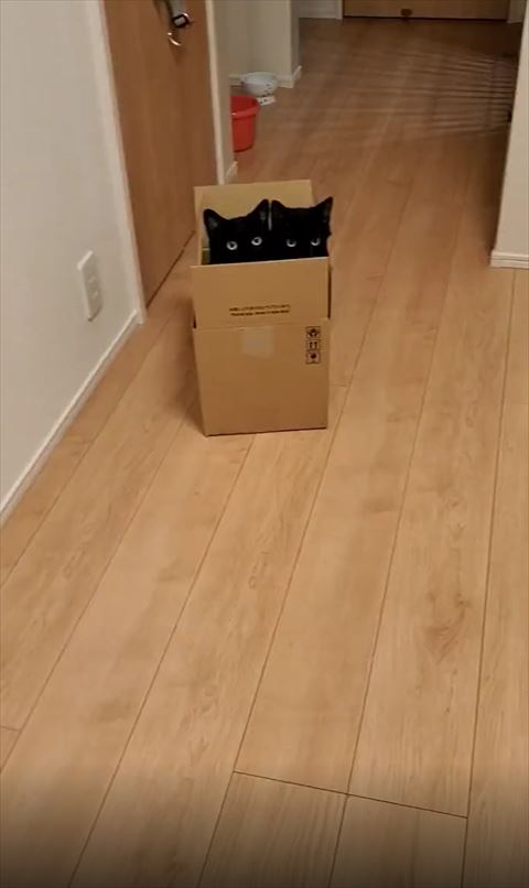 箱に入る黒猫遠くから