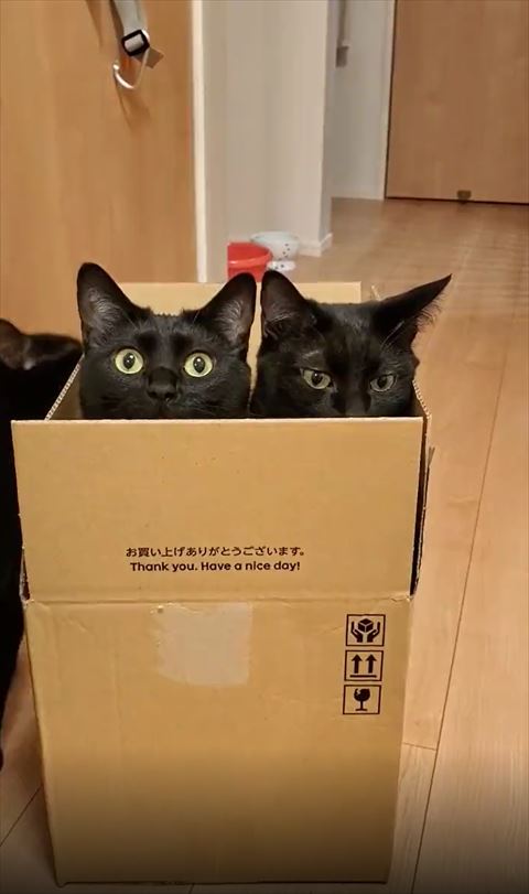 下見る猫ちゃんと上みる猫ちゃんと箱の外に黒猫ちゃん