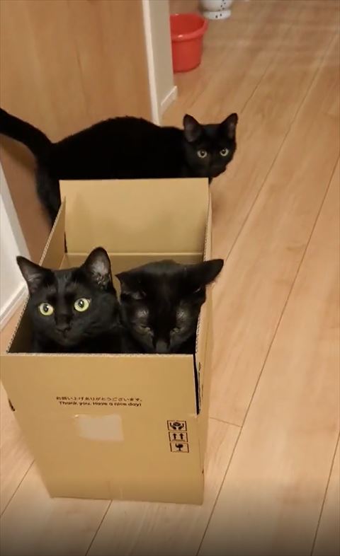 箱の後ろに黒猫ちゃん