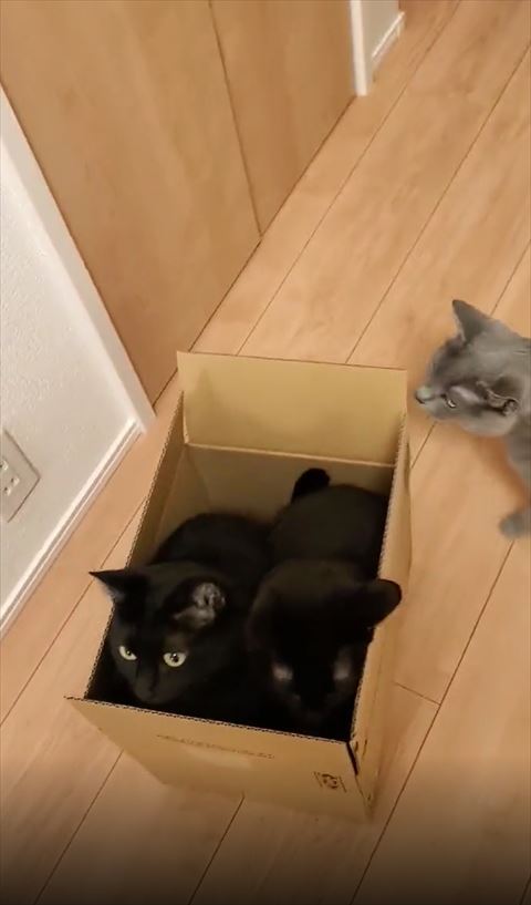 箱に近づくグレーの猫