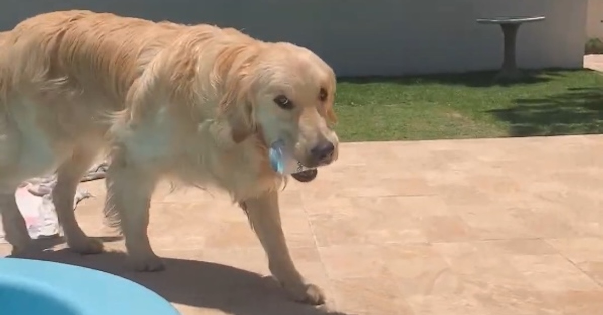 犬「ビールいかがっすかぁ～」　プールサイドで売り子さんごっこするワンコとのバカンスがうらやましい【ブラジル】