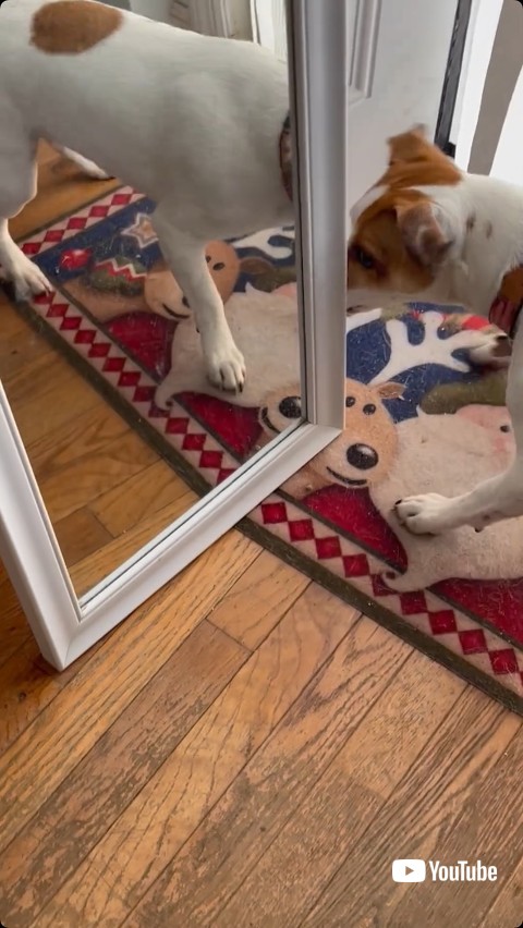 鏡の後ろを見る犬