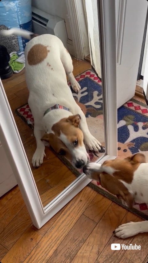 鏡を吠える犬
