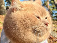 こんな綺麗にまん丸な子おる?!」 月やフグのような猫ちゃんの奇跡の1枚 
