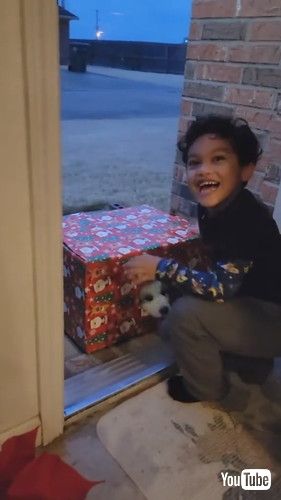 「Kid Reacts to Getting Surprised With Puppy in Box on Doorstep - 1387235-1」
