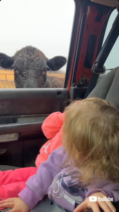 双子「ノーー！」牛「モーー」 近づく牛に正反対のリアクションを見せる子どもたちが面白い【米】（2/2 ページ） - ねとらぼ