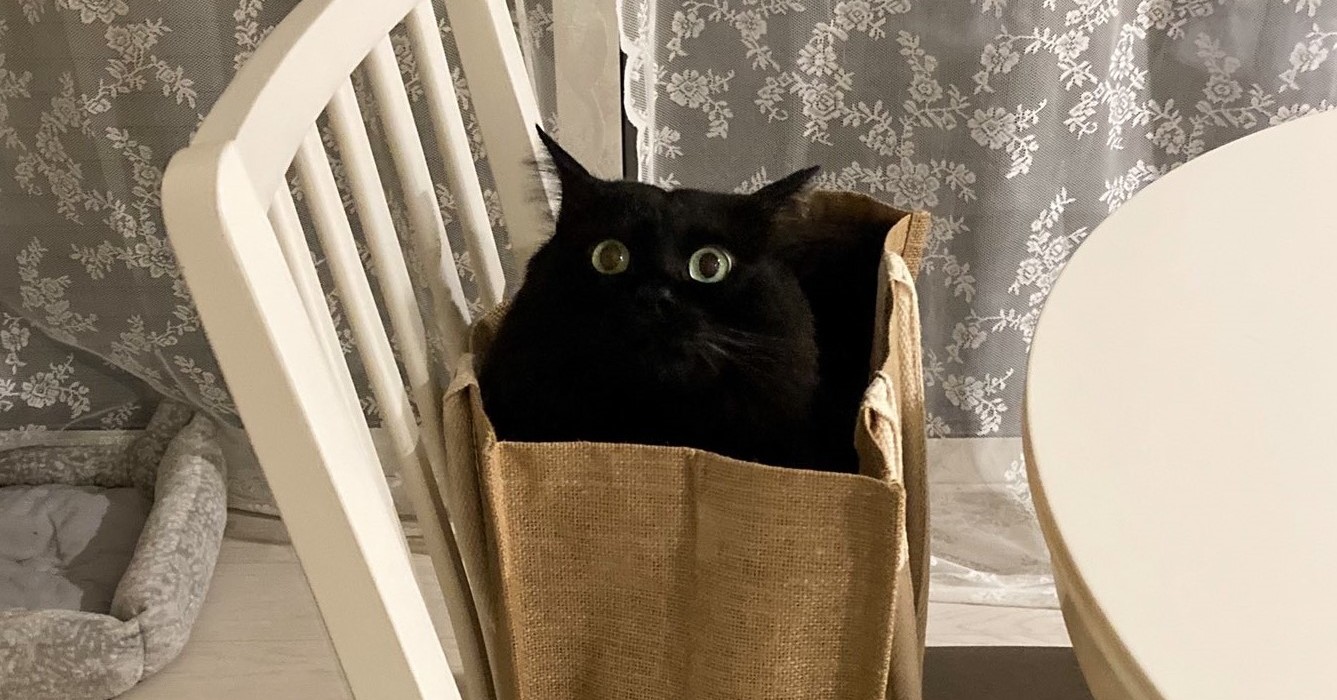 悪いことをしているドキドキ感」を味わう黒猫 買い物バッグから