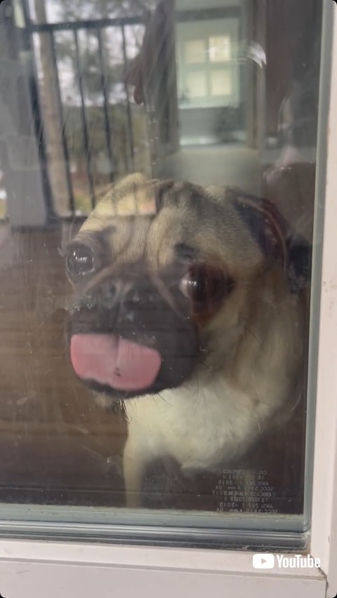 ガラスに舌をおしつける犬