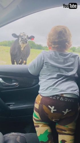 uCow Scares Toddler While He Watches Them From Car - 1351955v