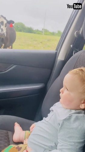 uCow Scares Toddler While He Watches Them From Car - 1351955v