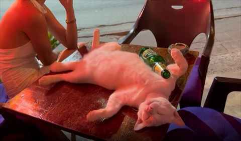 ビンを腕枕している猫