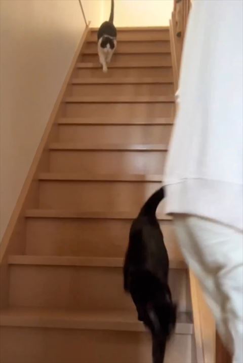 階段おりる猫2匹