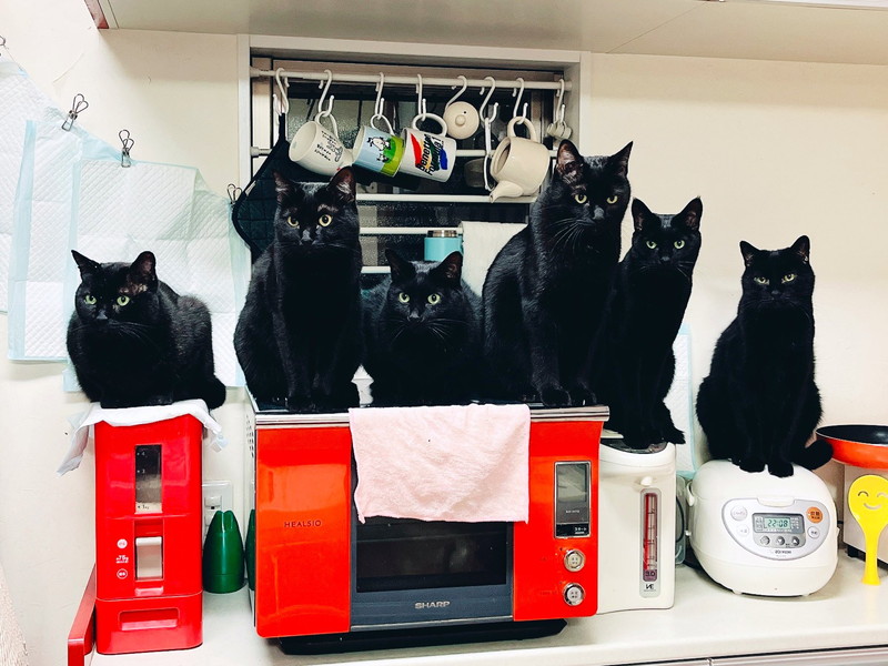 黒猫6匹「キッチンは我々が占拠した」 無条件降伏せざるを得ない光景に 