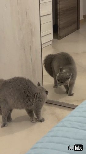 uCat Hisses at His Reflection in the Mirror || ViralHogv