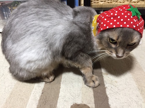 帽子をかぶる猫