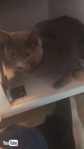 uRescuing a Cat Stuck Behind Kitchen Cabinets || ViralHogv