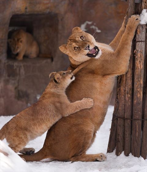 ママの背中をかむ子ライオン