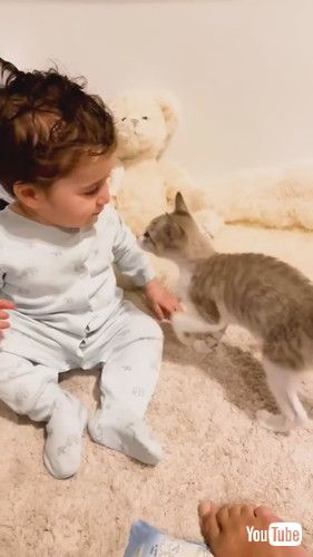 uWhen Your Baby Falls In Love With Your Eight Rescue Cats | The Dodov