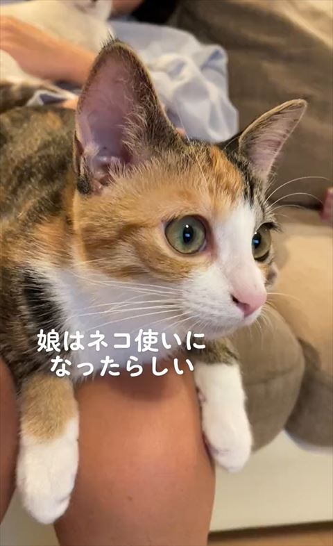 元保護猫2匹と一緒に成長した娘、1カ月後には…… 立派な“猫使い”となっ 