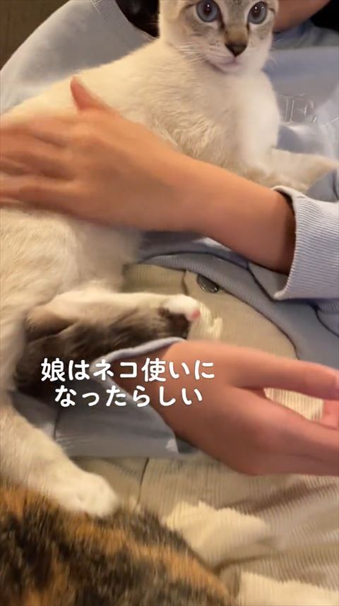 元保護猫2匹と一緒に成長した娘、1カ月後には…… 立派な“猫使い”となっ