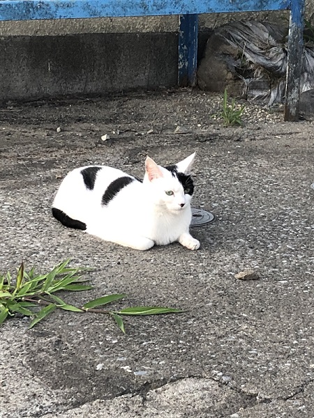 白黒模様の猫