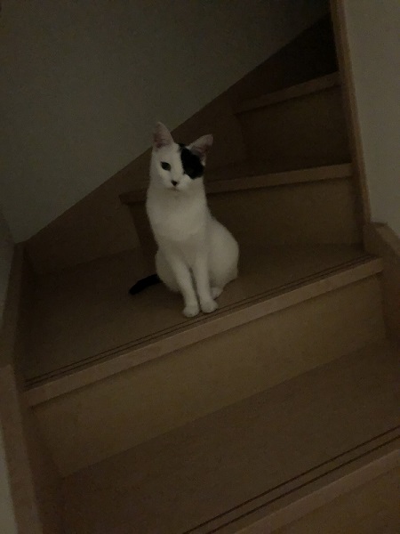 階段に座る猫