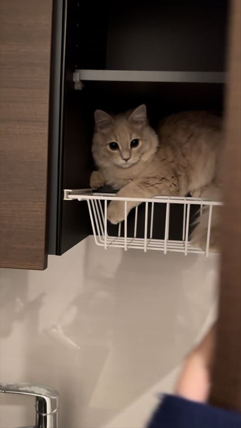 戸棚の中に猫