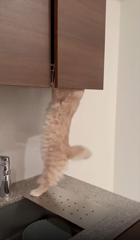 2足立ちで戸棚につかまる猫