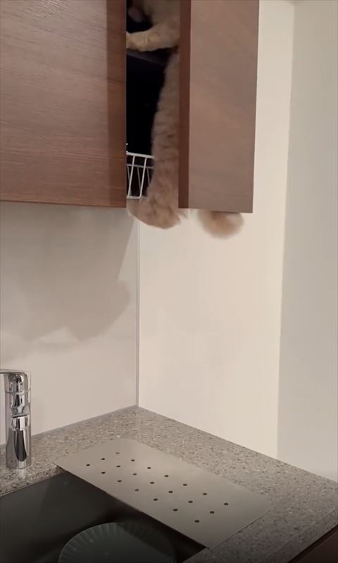 戸棚にのぼった猫