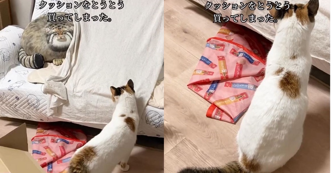 リアルなマヌルネコのぬいぐるみを買ったら愛猫が…… 「お前 