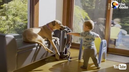 uRescue Dog Helps Her Toddler Brother Take His First Steps | The Dodov