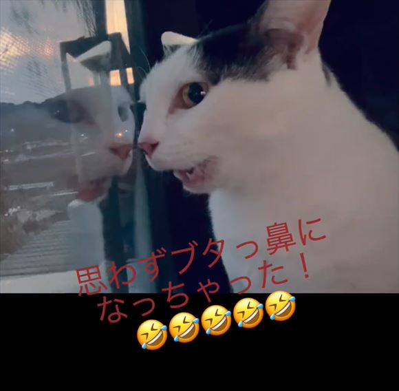l_ts_2302hachiwarechan01.jpg
