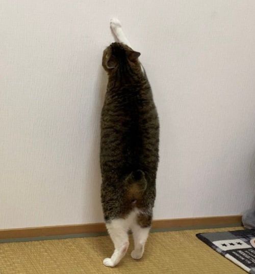 こたつの上で寝ていた猫が突然、壁をロックオン!!→視線の先には