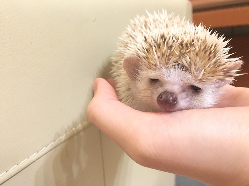 「売り物にならない」3本足のハリネズミをペットショップから引き取り、5カ月後…… 閉ざした心を全開にして甘える姿にグッとくる (l ...