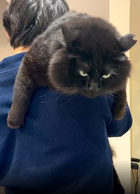 抱っこされてる黒猫