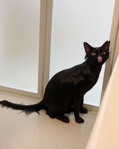 お風呂入った黒猫