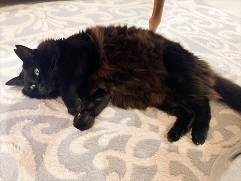 横たわる黒猫