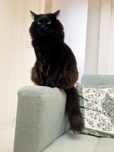 ソファの上の座る黒猫