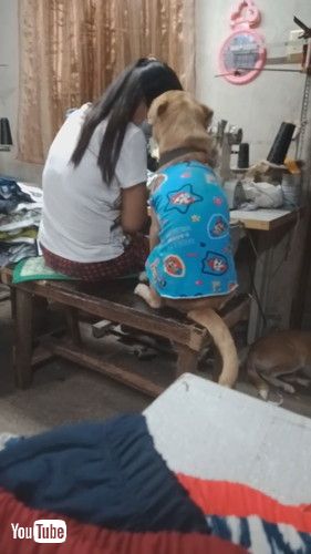 uDog Asks for Attention From Seamstress || ViralHogv
