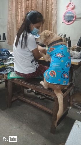 uDog Asks for Attention From Seamstress || ViralHogv