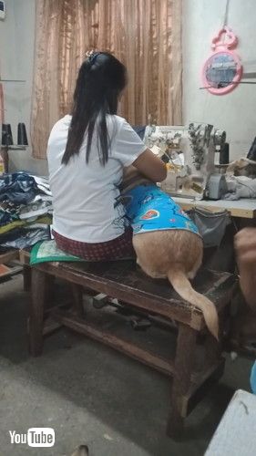 uDog Asks for Attention From Seamstress || ViralHogv